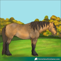 Horse Color:Buckskin 