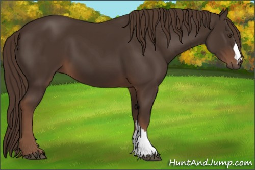 Horse Color:Liver Chestnut 