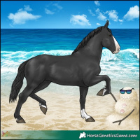 Horse Color:Black Splash