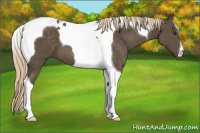 Horse Color:Chocolate Palomino Tobiano 