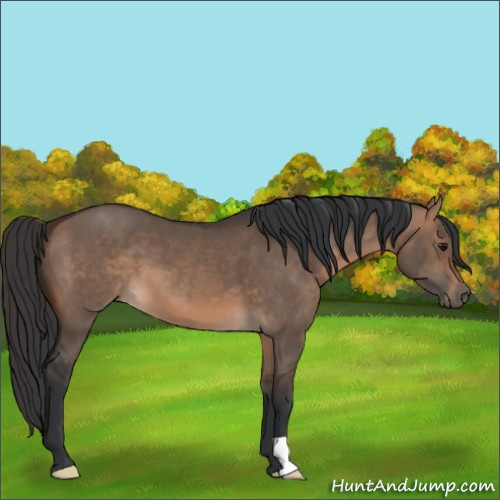 Horse Color:Brown Dun 