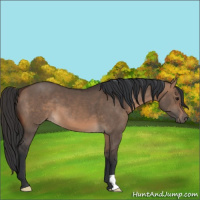 Horse Color:Brown Dun 