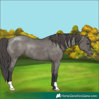 Horse Color:Grullo Varnish Rabicano 