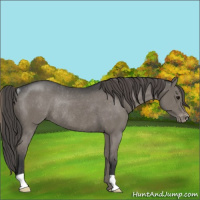 Horse Color:Grullo Appaloosa Rabicano 