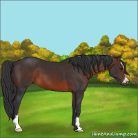 Horse Color:Brown Sabino 