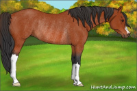 Horse Color:Brown Rabicano 