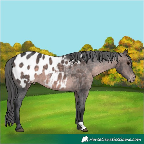 Horse Color:Platinum Brown Appaloosa 