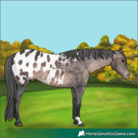 Horse Color:Platinum Brown Appaloosa 