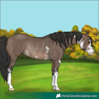 Horse Color:Brown Dun Sabino Rabicano 