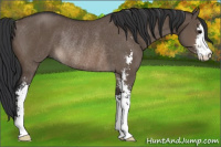 Horse Color:Brown Dun Sabino Rabicano 