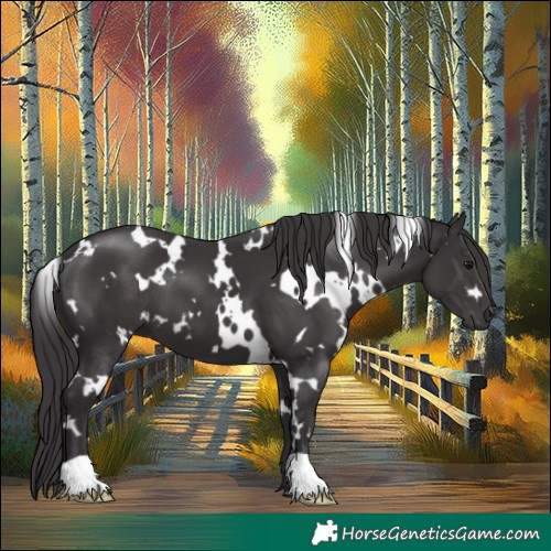 Horse Color:White Spotted Smoky Black