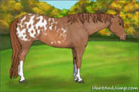 Horse Color:Chestnut Appaloosa