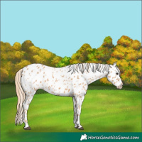 Horse Color:Chestnut Appaloosa 