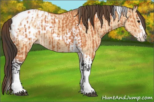 Horse Color:Bay Splash Tobiano Appaloosa  and Bay Dun Splash Tobiano Appaloosa 