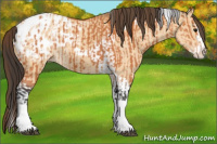Horse Color:Bay Splash Tobiano Appaloosa  and Bay Dun Splash Tobiano Appaloosa 