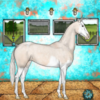 Horse Color:Silver Bay Ice Dun Splash Appaloosa 