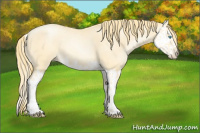 Horse Color:Buckskin Roan Pearl  and Buckskin Roan Pearl Splash 