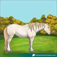 Horse Color:Buckskin Roan Pearl  and Buckskin Roan Pearl 