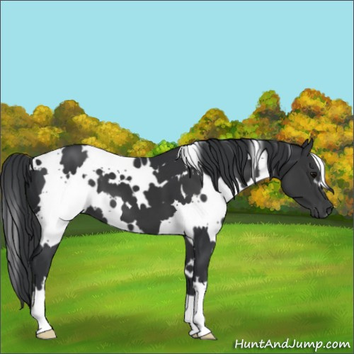 Horse Color:White Spotted Black 
