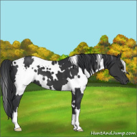 Horse Color:White Spotted Black 