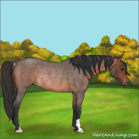 Horse Color:Brown Roan Rabicano 