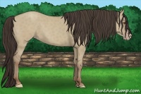 Horse Color:Classic Champagne Dun 