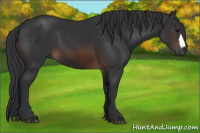 Horse Color:Brown 