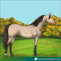 Horse Color:Bay Dun 
