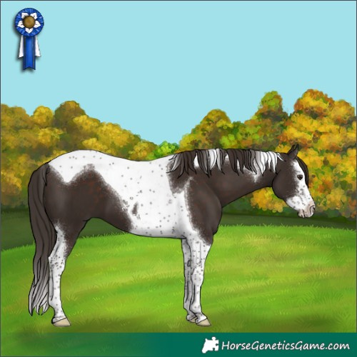 Horse Color:Liver Chestnut Splash Tobiano 