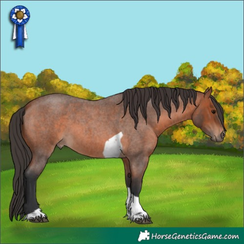Horse Color:Bay Roan Tobiano 