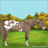 Horse Color:Liver Red Dun Sabino Appaloosa 