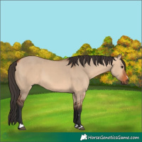 Horse Color:Bay Dun 