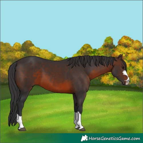 Horse Color:Brown 