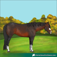 Horse Color:Brown 