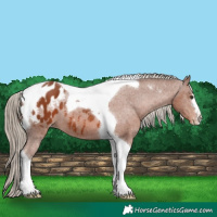 Horse Color:Chestnut Tobiano Appaloosa 