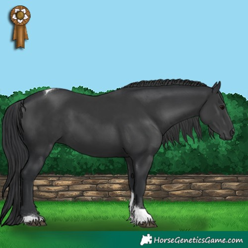 Horse Color:Black Tobiano 