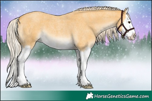 Horse Color:Palomino Roan Splash 