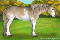 Horse Color:White Spotted Chocolate Palomino Dun Rabicano