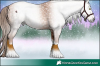 Horse Color:Gray Gold Champagne Tobiano