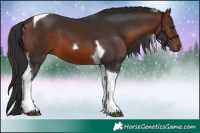 Horse Color:Brown Tobiano