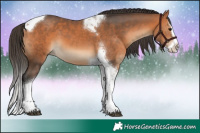 Horse Color:Bay Splash Tobiano 