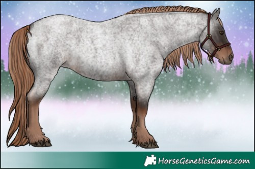 Horse Color:Liver Red Roan
