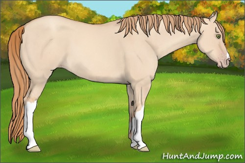 Horse Color:Gold Champagne Dun 