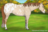 Horse Color:Red Dun Splash Appaloosa 