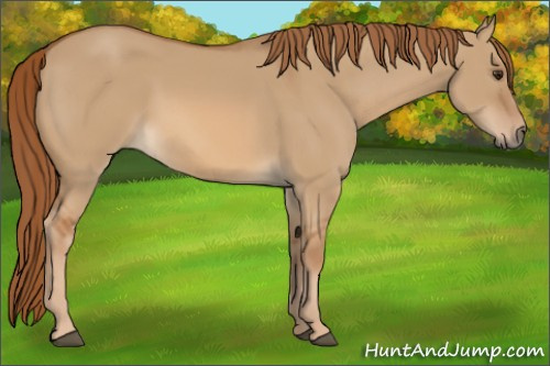 Horse Color:Red Dun 