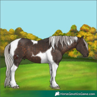 Horse Color:Silver Brown Tobiano 