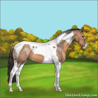 Horse Color:Brown Dun Tobiano 