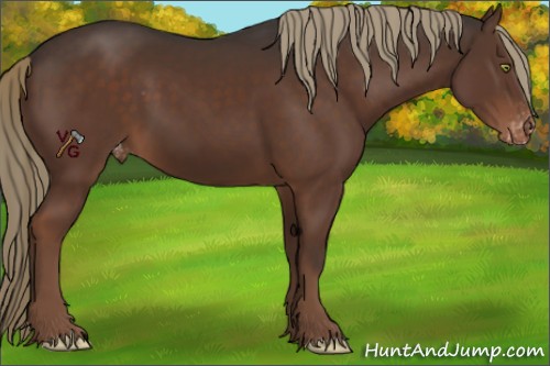 Horse Color:Liver Chestnut Appaloosa 