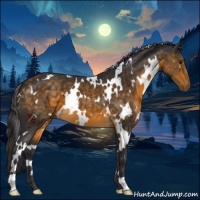 Horse Color:White Spotted Buckskin