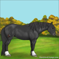 Horse Color:Black Appaloosa